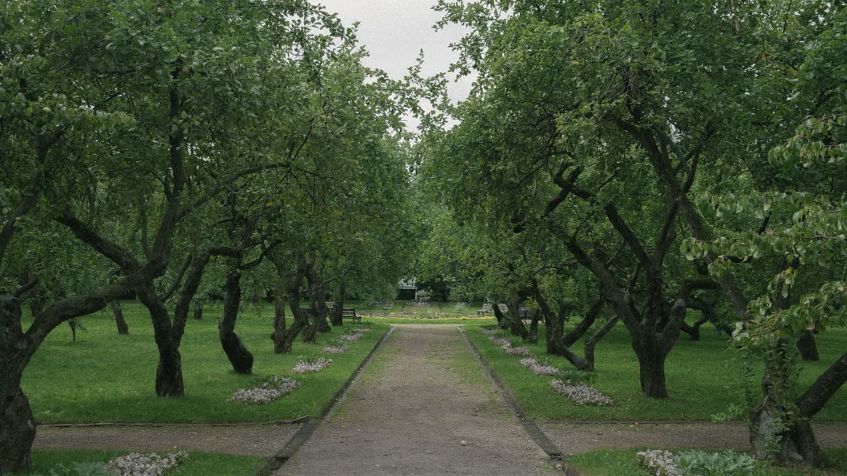 A tranquil pathway leading through a lush orchard with vibrant greenery and neatly lined trees.